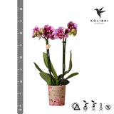 Livraison plante Orchidée rose et violette et son cache - pot - h35cm, Ø9cm