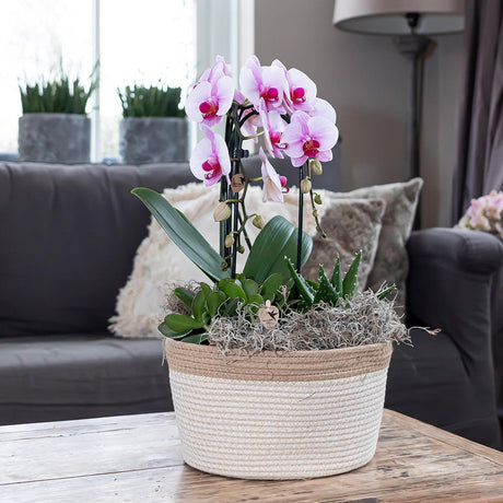 Livraison plante Orchidée rose Niagara Fall - Phalaenopsis en pot - Plante d'intérieur