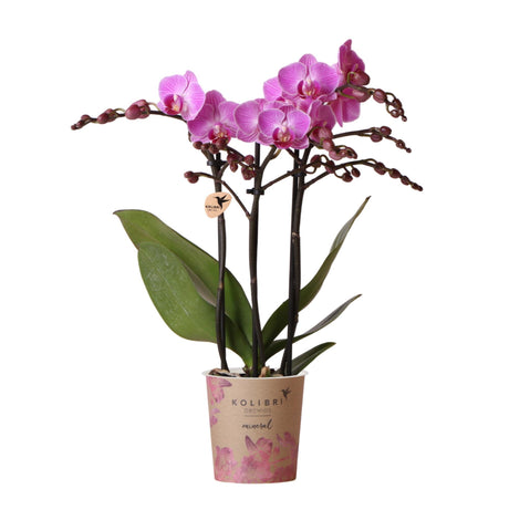 Livraison plante Orchidée rose - Ø9cm - plante d'intérieur