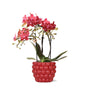 Livraison plante Orchidée Rouge Congo avec Pot Diamond Pearl