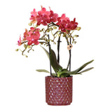 Livraison plante Orchidée Rouge Congo avec Pot Diamond Pearl