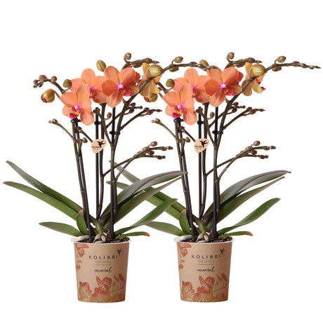 Livraison plante Orchidées oranges - Lot de 2