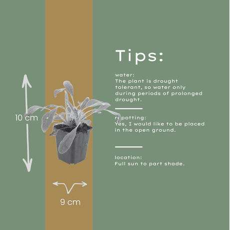 Livraison plante Oreille d'ours byzantine