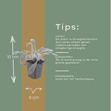 Livraison plante Oreille d'ours byzantine