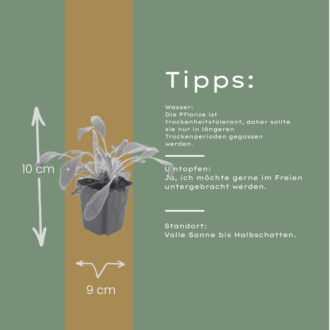 Livraison plante Oreille d'ours byzantine