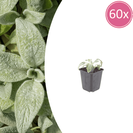 Livraison plante Oreille d'ours stachys silver