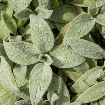 Oreille D’Ours (Stachys Byzantine) 'Silver Carpet'