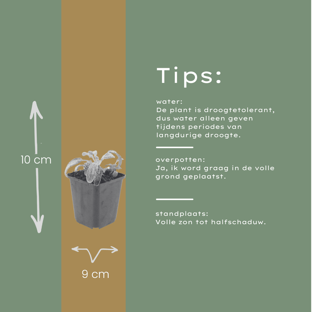 Livraison plante Oreille d'ours stachys silver