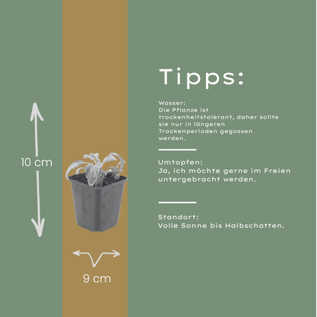 Livraison plante Oreille d'ours stachys silver