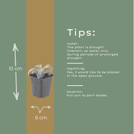 Livraison plante Oreille d'ours stachys silver