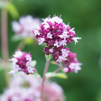 Origan Violet (Origanum laevigatum) 'Herrenhausen'