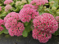 Orpin (Hylotelephium) 'Herbstfreude'