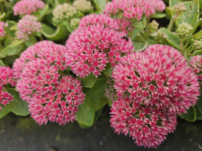 Orpin (Hylotelephium) 'Herbstfreude'