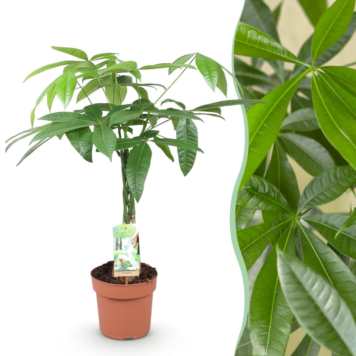 Livraison plante Pachira Aquatica