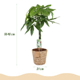 Livraison plante Pachira Aquatica et panier H90cm