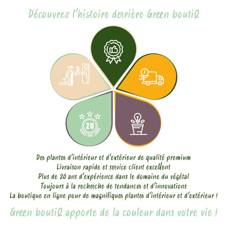 Livraison plante Pachira Aquatica multi - tiges