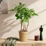 Livraison plante Pachira Aquatica multi - tiges
