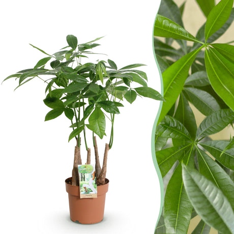 Livraison plante Pachira Aquatica multi - tiges