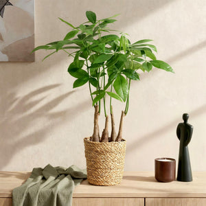 Livraison plante Pachira Aquatica multi tiges et panier H55 cm