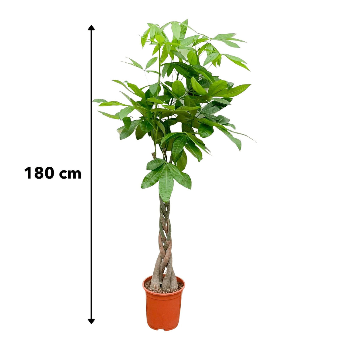 Livraison plante Pachira Aquatica tressé - 160cm - ø27