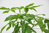 Livraison plante Pachira Aquatica tressé - 160cm - ø27