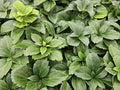 [NL: Pachysandre Du Japon (Pachysandra terminalis) 'Terminalis']