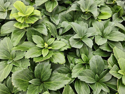 [NL: Pachysandre Du Japon (Pachysandra terminalis) 'Terminalis']