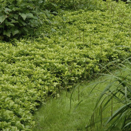 Livraison plante Pachysandre du Japon 'Green Carpet'