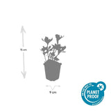 Livraison plante Pachysandre du Japon 'Variegata'