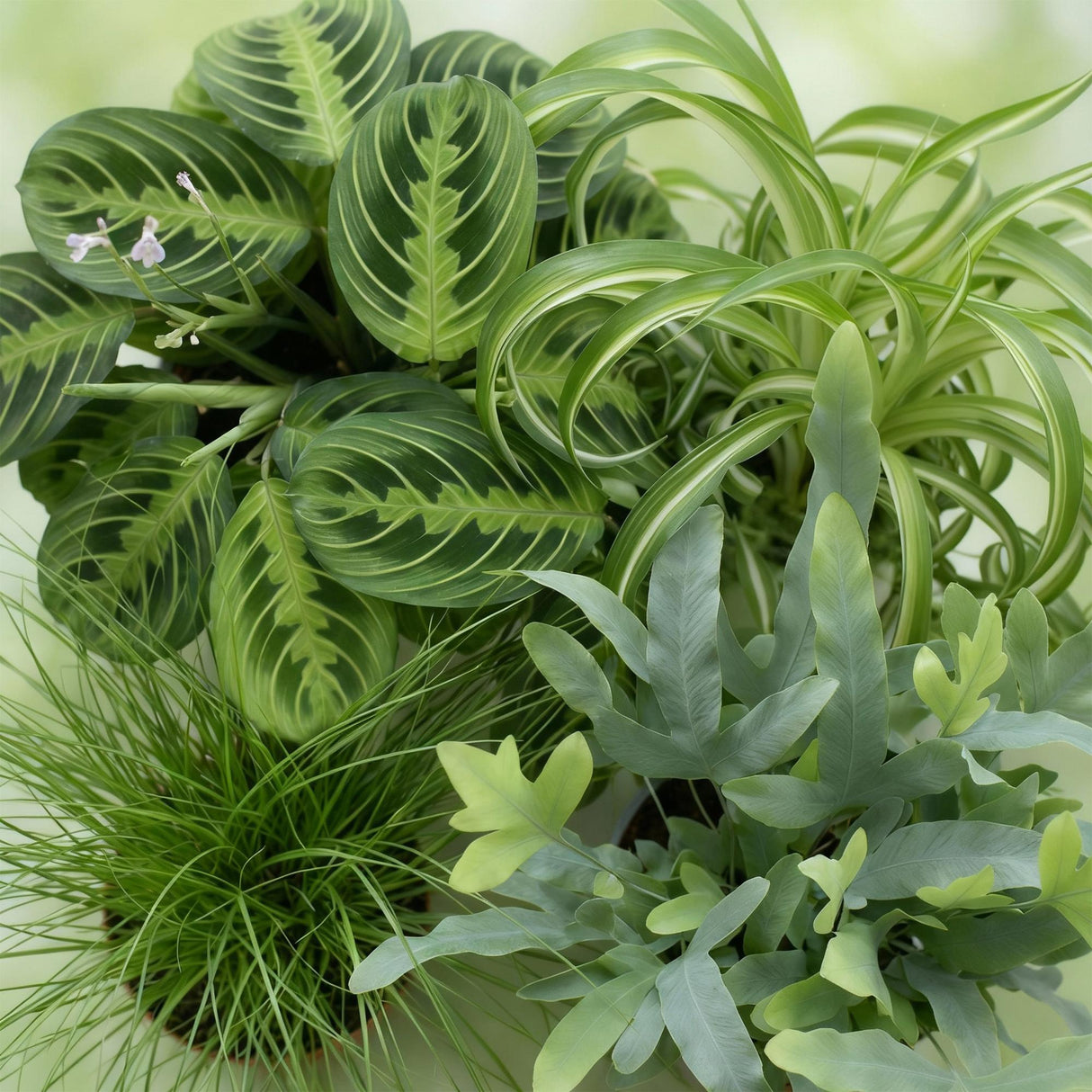 Livraison plante Pack 4 plantes dépolluantes