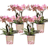 Livraison plante Pack de 4 Orchidées Treviso – Vieux Rose – Plante d'Intérieur Fleurie