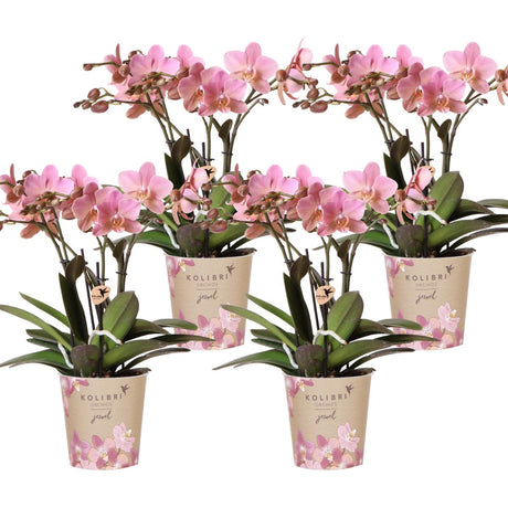 Livraison plante Pack de 4 Orchidées Treviso – Vieux Rose – Plante d'Intérieur Fleurie