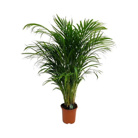 Livraison plante Palmier Areca