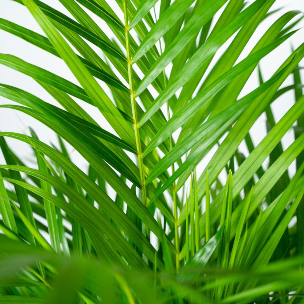 Livraison plante Palmier Areca et son panier naturel h130cm