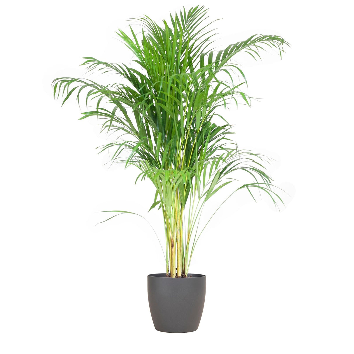 Livraison plante Palmier Areca et son pot