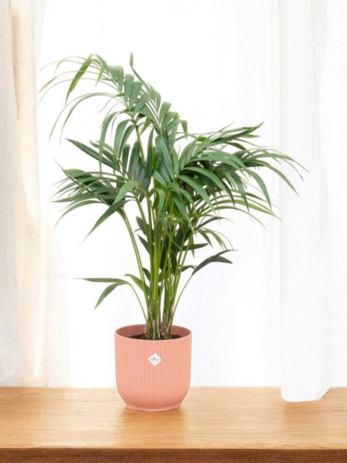 Kentia-Palme  Tropische Eleganz zum Aufstellen  The Green Touch