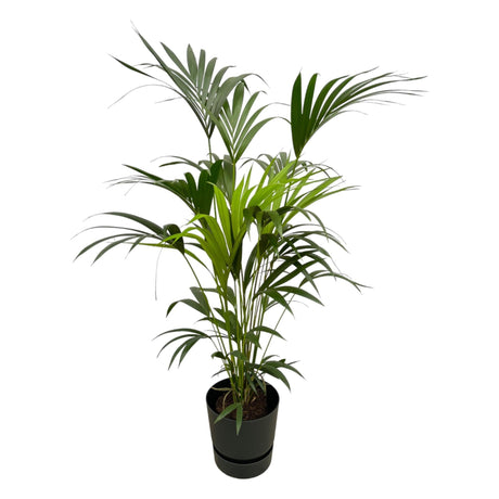 Livraison plante Palmier Kentia 160cm et son pot