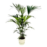 Livraison plante Palmier Kentia 160cm et son pot