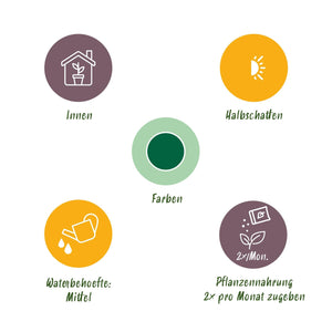 Livraison plante Palmier Kentia Forsteriana d27cm H160 cm