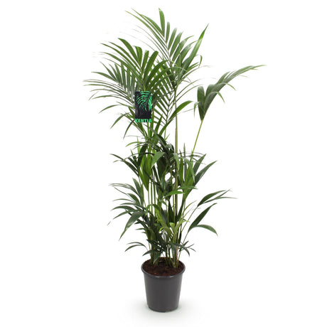 Livraison plante Palmier Kentia Forsteriana d27cm H160 cm