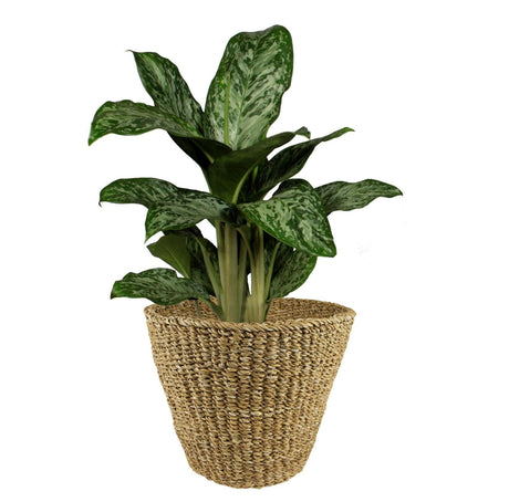 Livraison plante Panier naturel - h31cm, Ø37cm