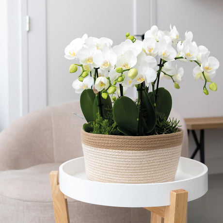 Livraison plante Panier tressé en coton blanc - Ø30cm