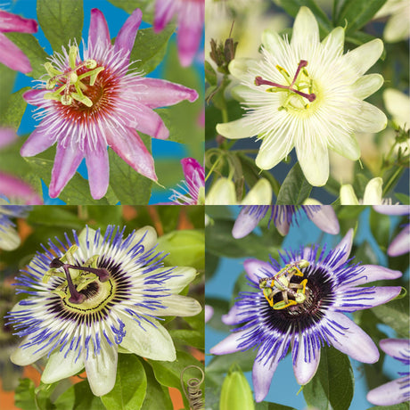 Livraison plante Passiflora Rainbow – Lot de 4 – Pot 11 cm – Hauteur 40 cm