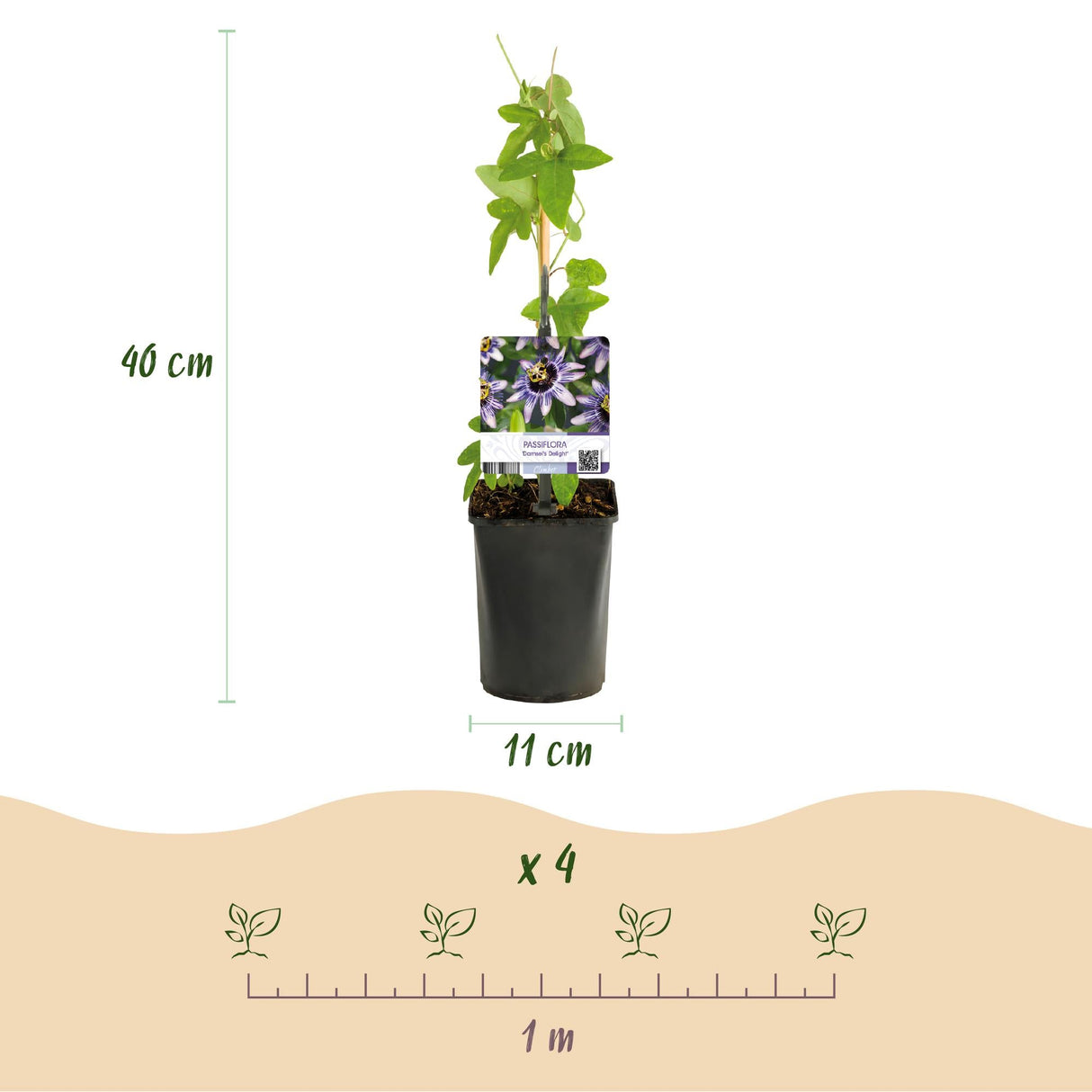 Livraison plante Passiflora Rainbow – Lot de 4 – Pot 11 cm – Hauteur 40 cm