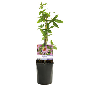 Livraison plante Passiflore Anastasia – Lot de 2 – Pot 11 cm – Hauteur 40 cm