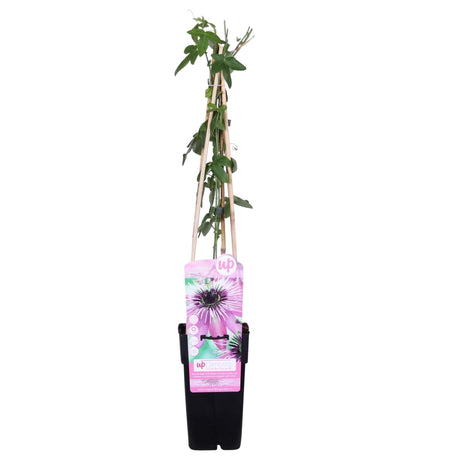 Livraison plante Passiflore 'Purple Haze'