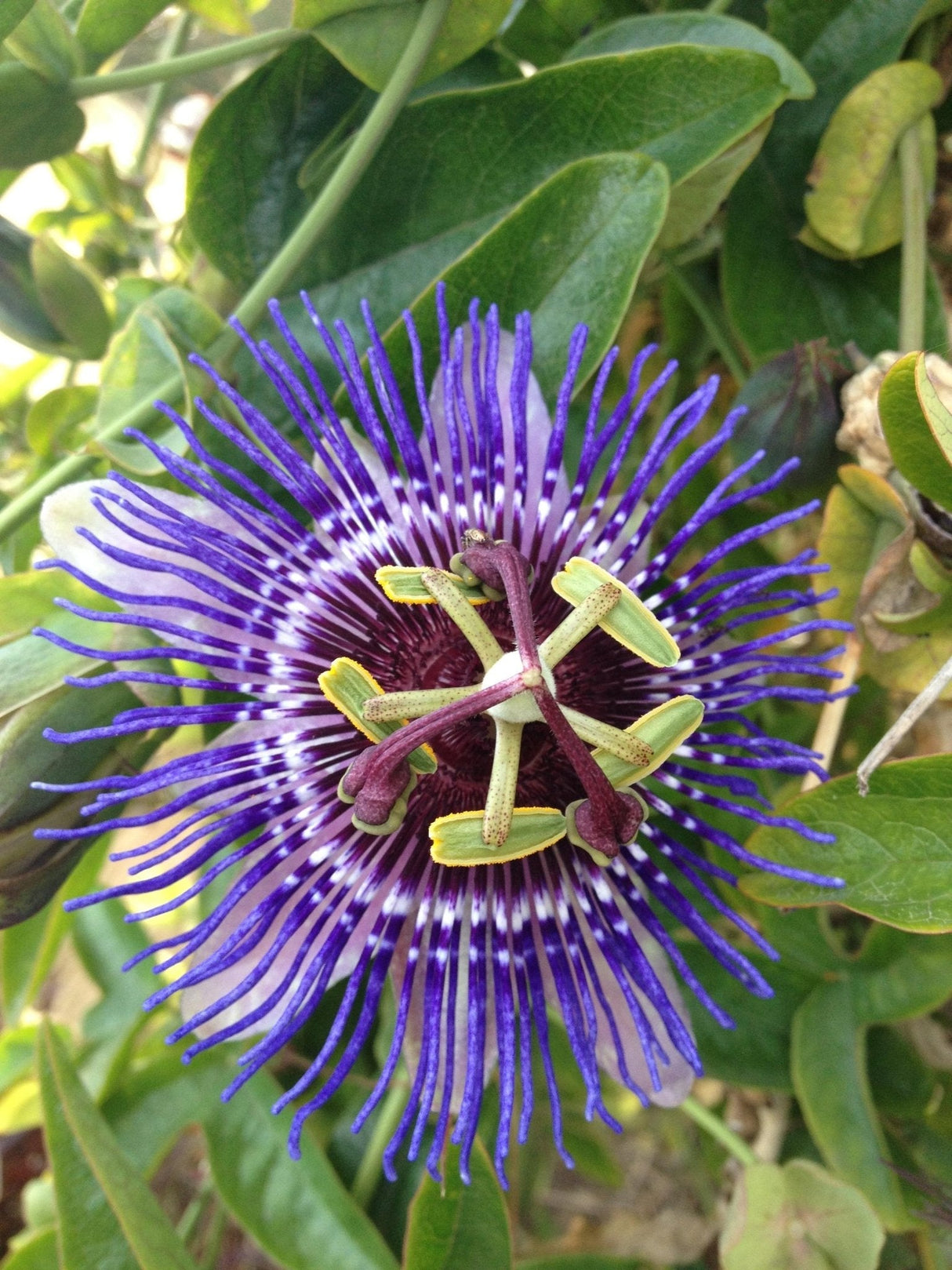 Livraison plante Passiflore 'Purple Haze'