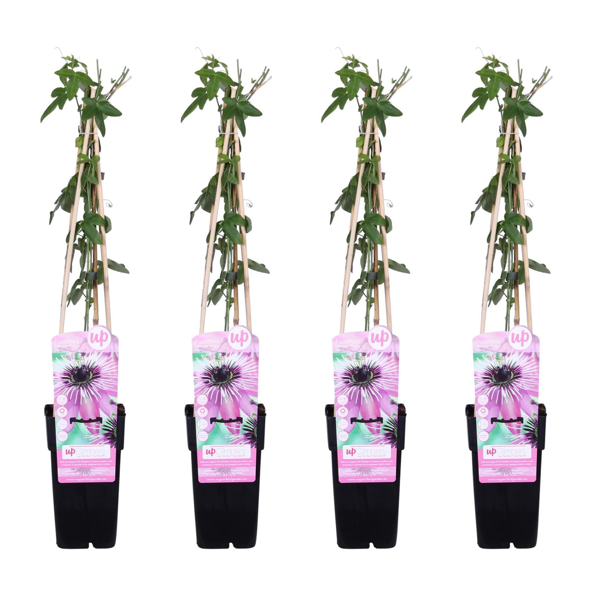 Livraison plante Passiflore 'Purple Haze' lot de 4 - ↨65cm - Ø15 - plante fleurie grimpante