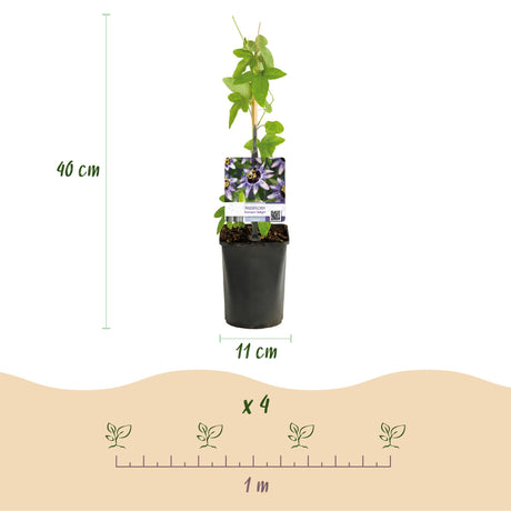 Livraison plante Passiflore Tricolore – Lot de 3 – Pot 11 cm – Hauteur 40 cm