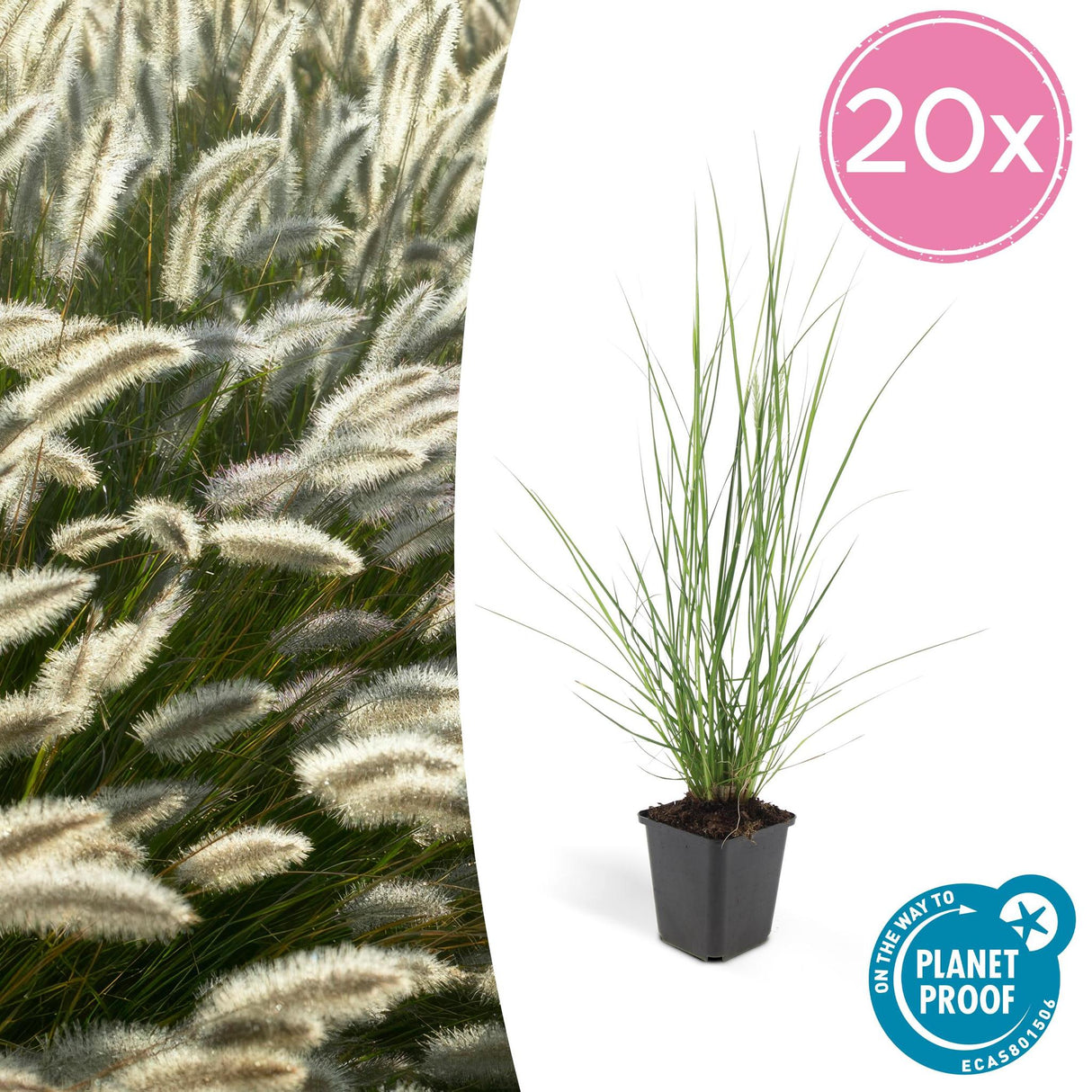 Livraison plante Pennisetum alopecuroides Hameln